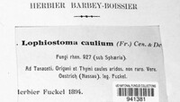 Sigarispora caulium image